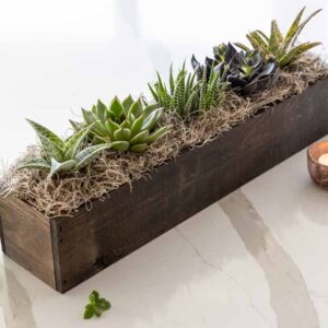 Giselle Succulent Trough