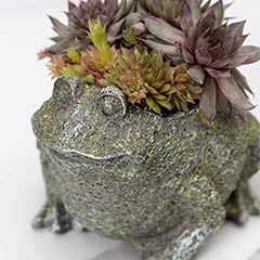Succulent Frog Image 2