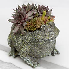 Succulent Frog Image 4