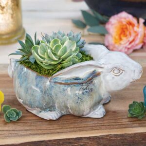 Farmstead Bunny Succulent