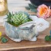 Farmstead Bunny Succulent