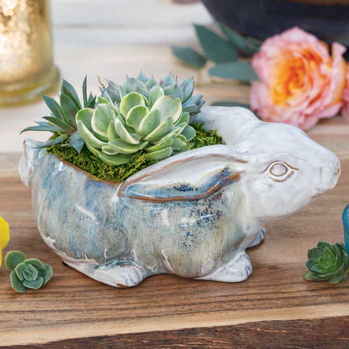 Farmstead Bunny Succulent