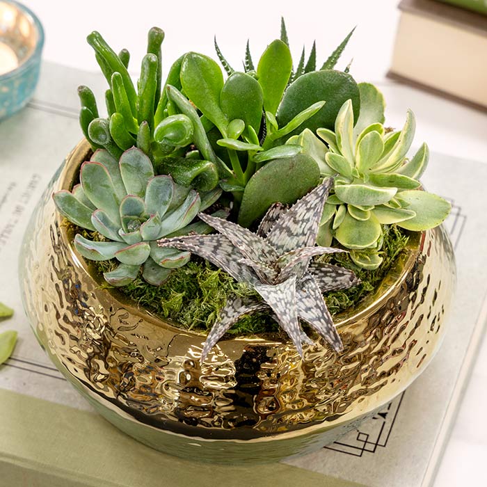 Gilded Succulent Potager